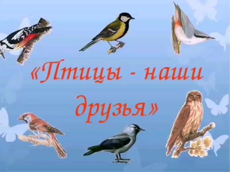  «Наши крылатые друзья» 