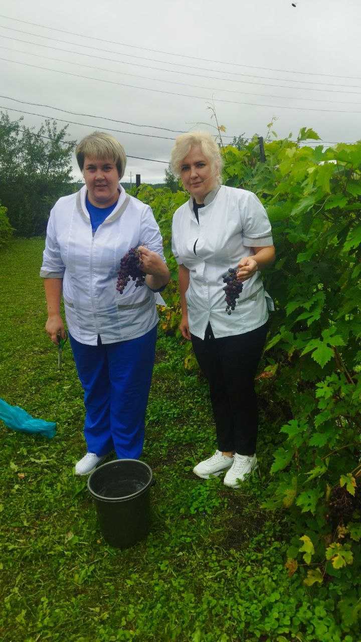 Сбор винограда.