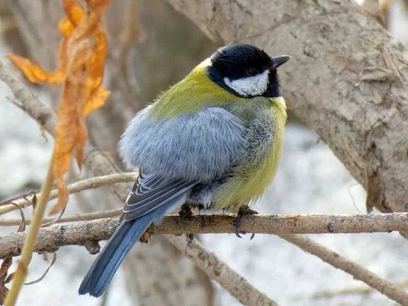 Чик‑чирик, сегодня День птиц! 